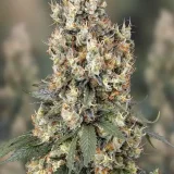 Mendocino-Skunk-1-Paradise-Seeds-800x1200-1.webp