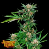 Mexican-Gelato-Strain.webp