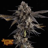 Milk-Bubles-Feminized-Cannabis-Seeds.jpg