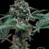 Mother Pucker x GG4 - Stalk