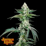 OG-Kush-Auto-F4-IBL-Strain.webp