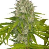 OG-Kush-Feminized-Cannabis-Seeds.jpg