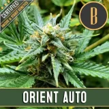 ORIENTAUTOPLANT1.webp