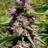 Panama-Red-Feminized-Cannabis-Seeds-2.jpg