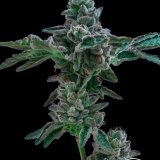 Platinum Cookies x GG4 - Stalk