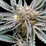 Platinum-Zoap-Flower.jpg