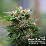 skywalker og clone