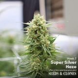 super silver haze clone