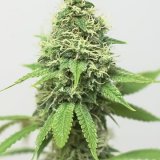 Shop-Premium-Acapulco-Gold-Cannabis-Seeds.jpg