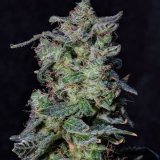 Shop-Premium-Black-Cherry-Punch-Cannabis-Seeds.jpg