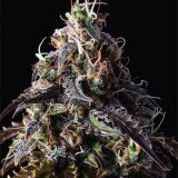 Shop-Premium-Blue-Dream-Cannabis-Seeds.jpg