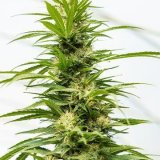 Shop-Premium-Bruce-Banner-3-Autoflowering-Cannabis-Seeds.jpg