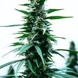 Shop-Premium-Cannabis-Durban-Poison-Seeds.jpg