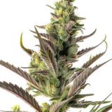 Shop-Premium-Colombian-Gold-Autoflowering-Cannabis-Seeds.jpg
