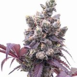 Shop-Premium-Corleone-Kush-Autoflowering-Cannabis-Seeds.jpg