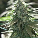 Shop-Premium-Do-Si-Dos-Autoflowering-Cannabis-Seeds.jpg