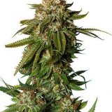 Shop-Premium-Gorilla-Glue-4-Autoflowering-Cannabis-Seeds.jpg