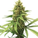 Shop-Premium-Gorilla-Glue-Autoflowering-Cannabis-Seeds.jpg