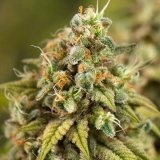 Shop-Premium-Jamaican-Dream-Autoflowering-Cannabis-Seeds.jpg
