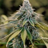 Shop-Premium-Master-Yoda-Autoflowering-Cannabis-Seeds.jpg
