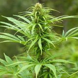 Shop-Premium-Maui-Autoflowering-Cannabis-Seeds.jpg
