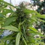 Shop-Premium-Northern-Lights-Autoflowering-Cannabis-Seeds.jpg