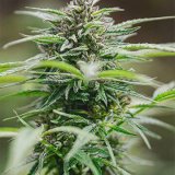 Shop-Premium-Peanut-Butter-Breath-Autoflowering-Cannabis-Seeds.jpg