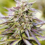 Shop-Premium-Purple-Lemonade-Autoflowering-Cannabis-Seeds.jpg