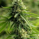 Grower's Choice Seeds Seeds - Shipped | Seeds & Clones