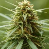 Shop-Premium-Runtz-Autoflowering-Cannabis-Seeds.jpg