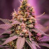 Shop-Premium-Strawberry-Banana-Autoflowering-Cannabis-Seeds.jpg