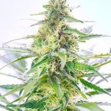 Shop-Premium-Tangerine-Dream-Autoflowering-Cannabis-Seeds.jpg