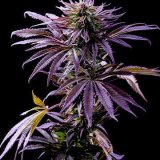 Shop-Premium-Tropicana-Cookies-Autoflowering-Cannabis-Seeds.jpg