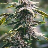 Shop-Premium-White-Tahoe-Cookies-Autoflowering-Cannabis-Seeds.jpg