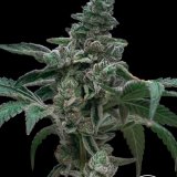 Slurty3 x GG4 - Stalk