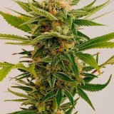 Sour-Diesel-Feminized-Cannabis-Seeds-2.jpg