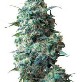 Sour-Kush-Auto-Flowering-Feminized-Cannabis-Seeds.jpg