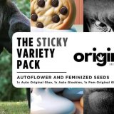 Sticky Variety Pack - FRONT