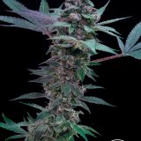 Strawberry Kush Mints x GG4 - Stalk