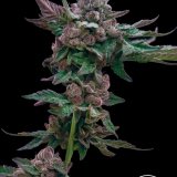 Super Peach Ringz x GG4 - Stalk