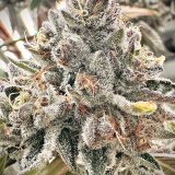 Tourbillon cannabis clone showcasing tall structure, resinous buds, and bold gas terps.