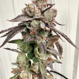 Triangle Kush cannabis clone featuring resinous buds with bold lemon pledge and gasoline aromas.