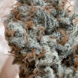 Vanilla Berry Pie cannabis clone featuring resin-rich buds and bold fruity terpenes.