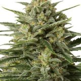 White-Widow-Feminized-Cannabis-Seeds.jpg
