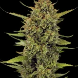 acapulco-gold
