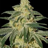 afghan-hash-plant-regular