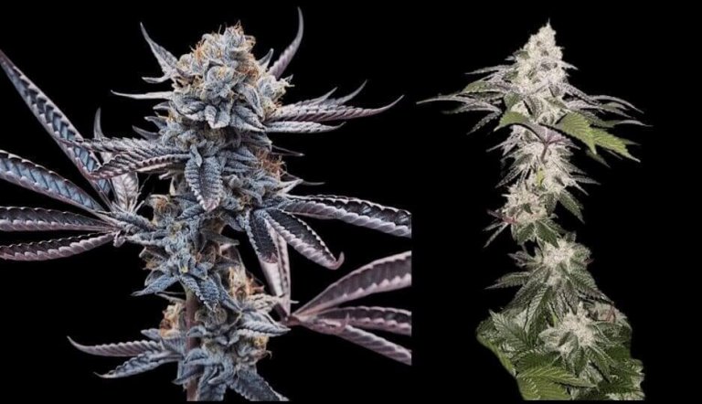 Aficionado Mendocino Seeds nugs