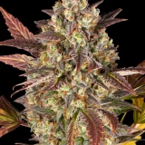 amnesia-haze-auto