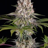 amnesia-haze