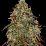 amnesia-lemon